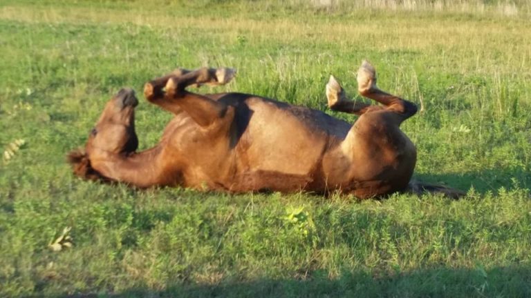 Horsing around